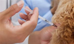 乐竞体育平台2024年智能腕表市场发展现状调查 机构称Q1全球智能腕表设备出货量4120万台(图8)